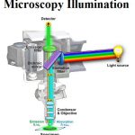 Microscopy Illumination Market