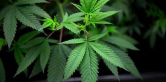 Legal Marijuana Market Size 2020 Industry Trends, Business Growth| Industry Outlook-VIVO Cannabis, Dr. Hemp Me, QC Infusion, Green Roads, Royal CBD, CBD Oil Europe, King CBD Legal Marijuana Market