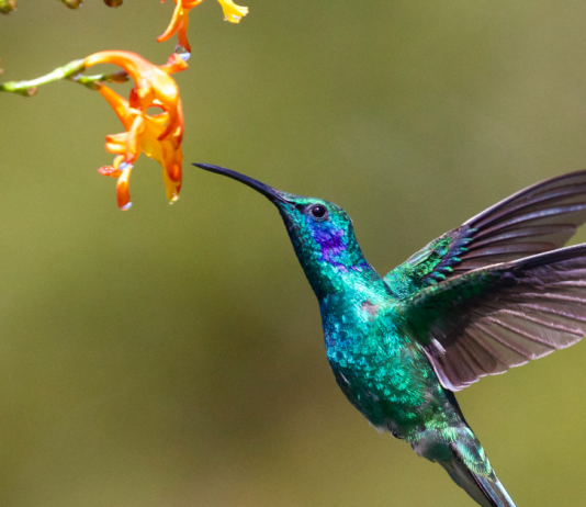 Nieuws & Blogs – Drones: mobility as a service of geluidsoverlast?