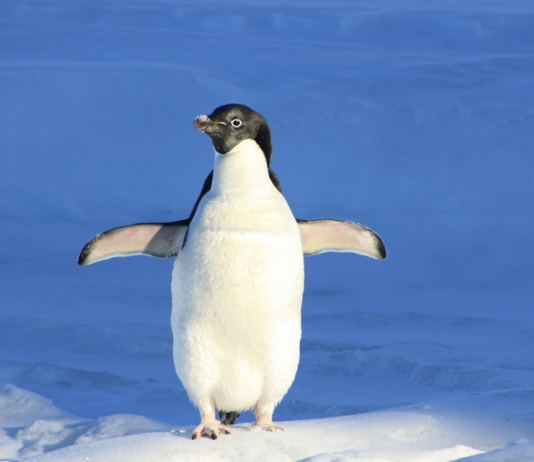 The Linux cheat Command Linux Terminology for Beginners