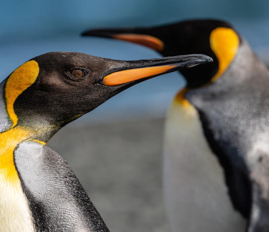 Early History of Linux Early History of Linux