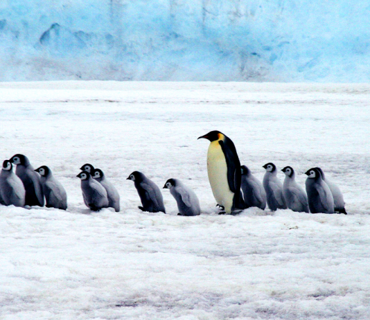 Linux Text Processing and Filtering Linux Text Processing and Filtering